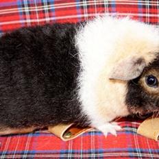 Marsvin Fluffy Licious