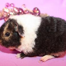 Marsvin Fluffy Licious