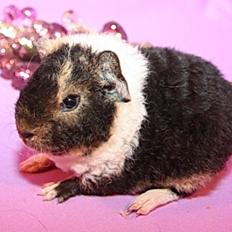 Marsvin Fluffy Licious