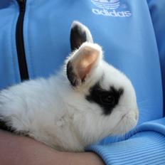 Kanin | IME´s Blomst |