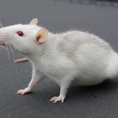 Tamrotte Belle Fleur *R.I.P.*