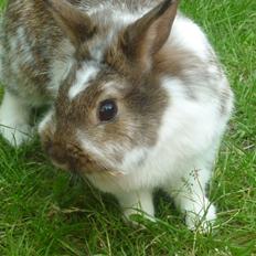 Kanin Surprise (Himmelgnaver) R.I.P.