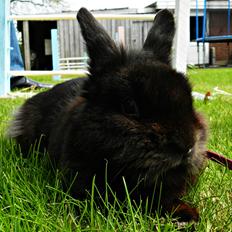 Kanin Speedy Cornsarles (forsvundet) :´(