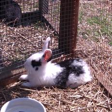 Kanin | IME´s Blomst |