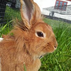 Kanin *Højlunds* Chili