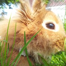 Kanin *Højlunds* Chili