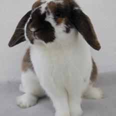 Kanin Hønsehusets Prazo Wabanaki