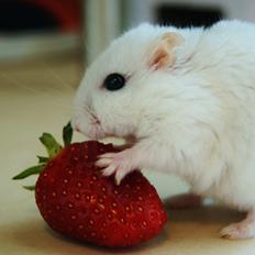 Dværghamster Clinton