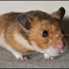 Hamster Pascal † 2012 †
