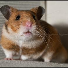 Hamster Pascal † 2012 †