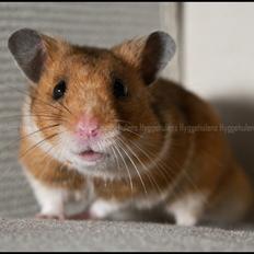 Hamster Pascal † 2012 †