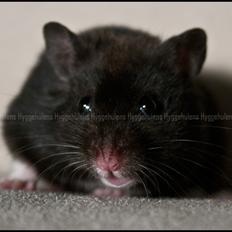 Hamster Hyggehulen's Burton