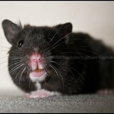 Hamster Hyggehulen's Burton