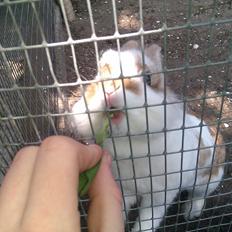 Kanin Ingemanns Misty.