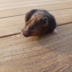 Hamster Amy