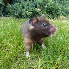 Hamster Amy