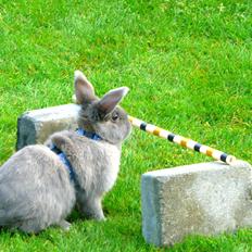 Kanin Bamse °Himmelgnaver°