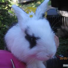 Kanin | IME´s Blomst |