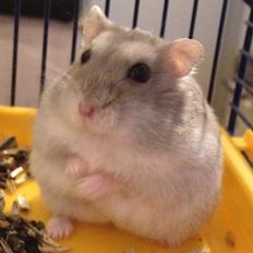 Dværghamster Theodore