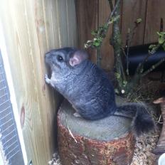 Chinchilla Fighter (Theodor)