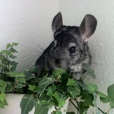 Chinchilla Pjuske