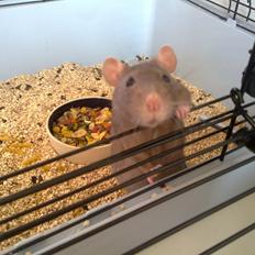 Tamrotte Kiwie R.I.P.