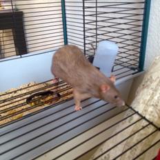 Tamrotte Kiwie R.I.P.