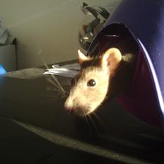 Tamrotte Kiwie R.I.P.