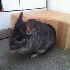 Chinchilla Fighter (Theodor)
