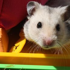 Hamster Chocolate Chip *Chippy*