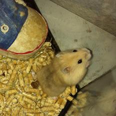 Dværghamster Michael 'Jackson'