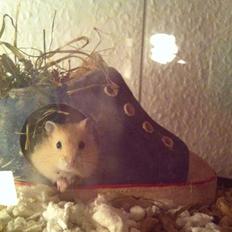 Dværghamster Michael 'Jackson'