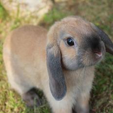 Kanin •CJ´s• Kingo