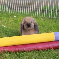 Kanin •CJ´s• Kingo