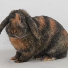 Kanin MaPos De La Manifik