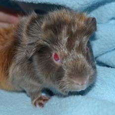 Marsvin Rakkaus Hefaistos