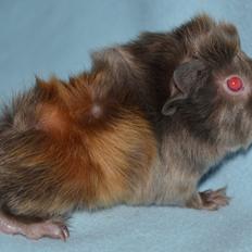 Marsvin Rakkaus Hefaistos