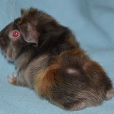 Marsvin Rakkaus Hefaistos