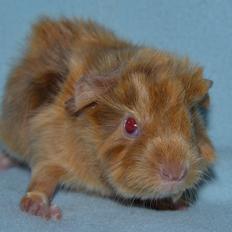 Marsvin Rakkaus Ares