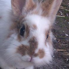 Kanin Ingemanns Misty.