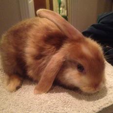 Kanin Stampes? .. - Satin rb DV