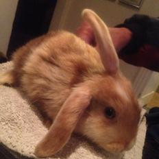 Kanin Stampes? .. - Satin rb DV