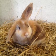 Kanin Stampes? .. - Satin rb DV