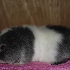 Marsvin Pixie von Firkløver