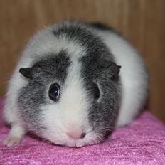 Marsvin Pixie von Firkløver