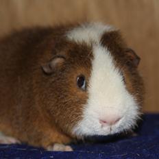 Marsvin Goldengate Umpire