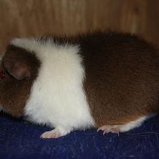 Marsvin Goldengate Umpire