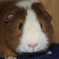 Marsvin Goldengate Umpire