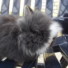 Kanin UniKin's Elisha Chewa Naipé