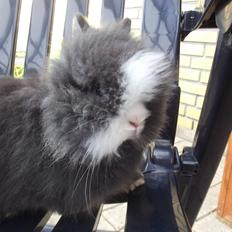 Kanin UniKin's Elisha Chewa Naipé